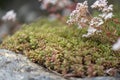 White stonecrop Sedum album, flowering plants